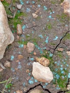 Ökozid im Westjordanland